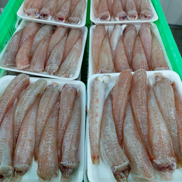Cá bống đỏ biển giá sỉ