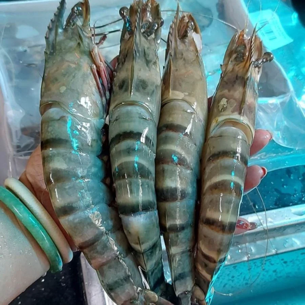 tôm sú mẹ giá sỉ