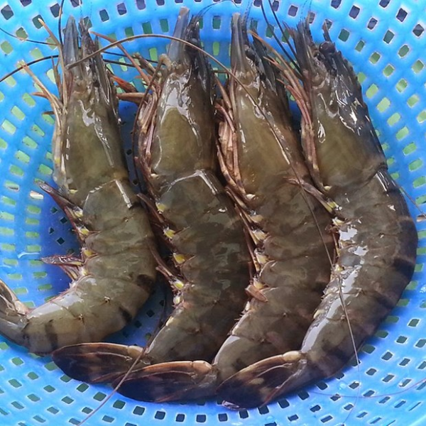 tôm sú mẹ chất lượng