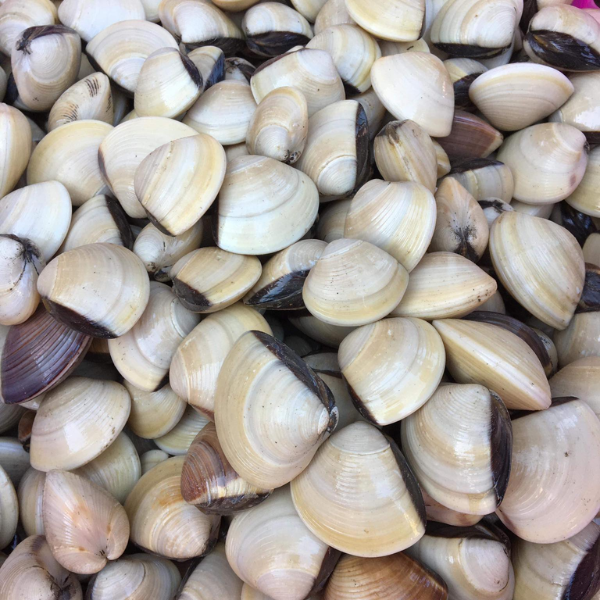 Nghêu trắng biển giá sỉ