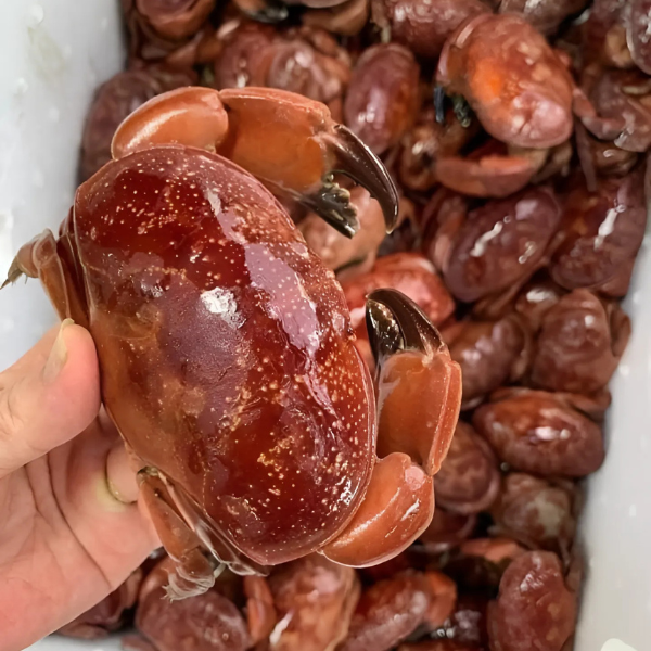Cua cù kỳ giá sỉ