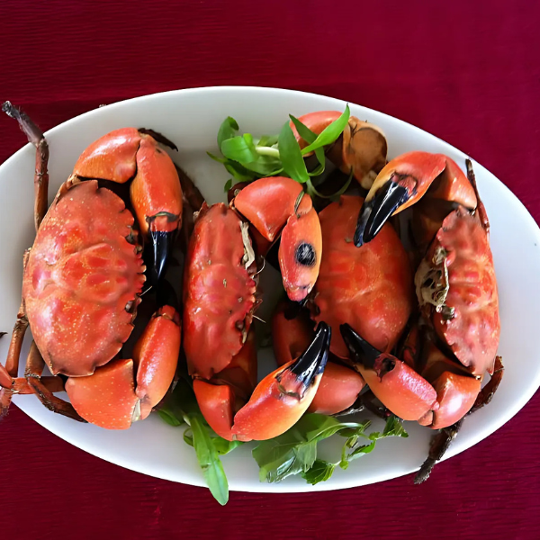 Cù kỳ giá sỉ