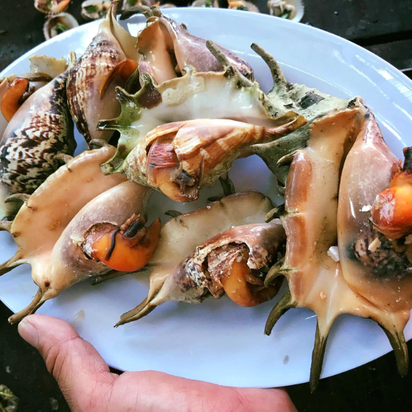 Ốc bàn tay giá sỉ