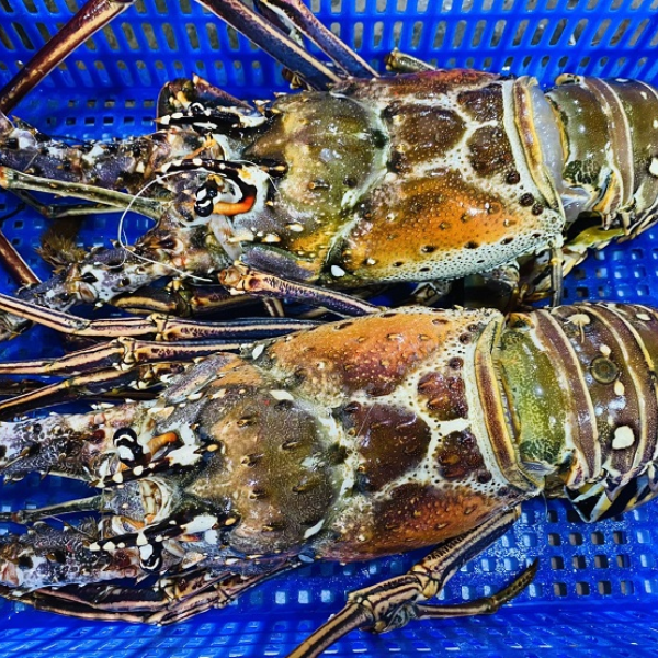 Tôm hùm Caribe giá sỉ