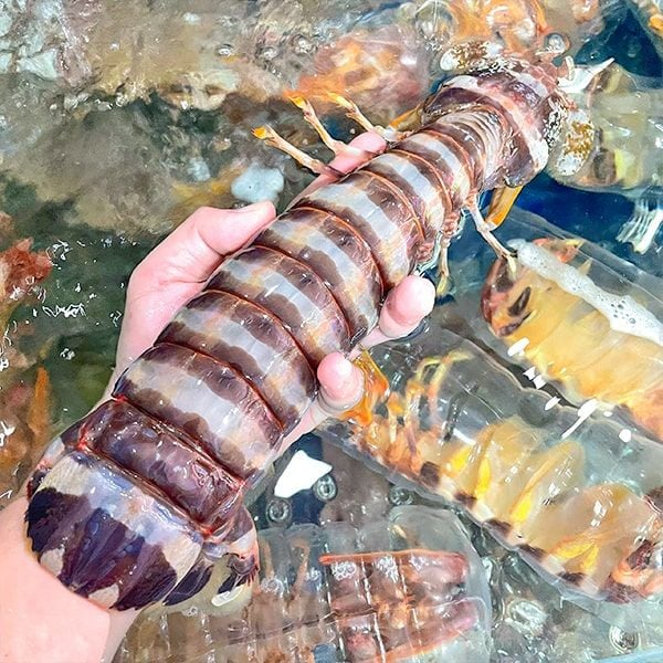 Tôm tích indo giá sỉ